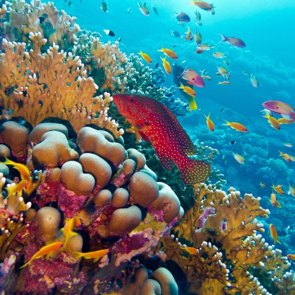 Underwater snorkeling exploration during Rhino Safari