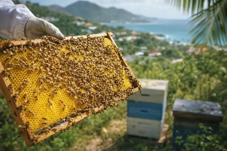 Beekeeping initiation in Saint-Martin: a unique experience with the bees