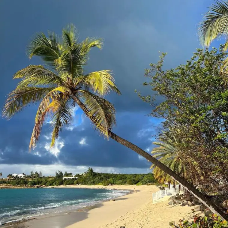 Palm tree and natural beach at Plum Bay in Saint Martin