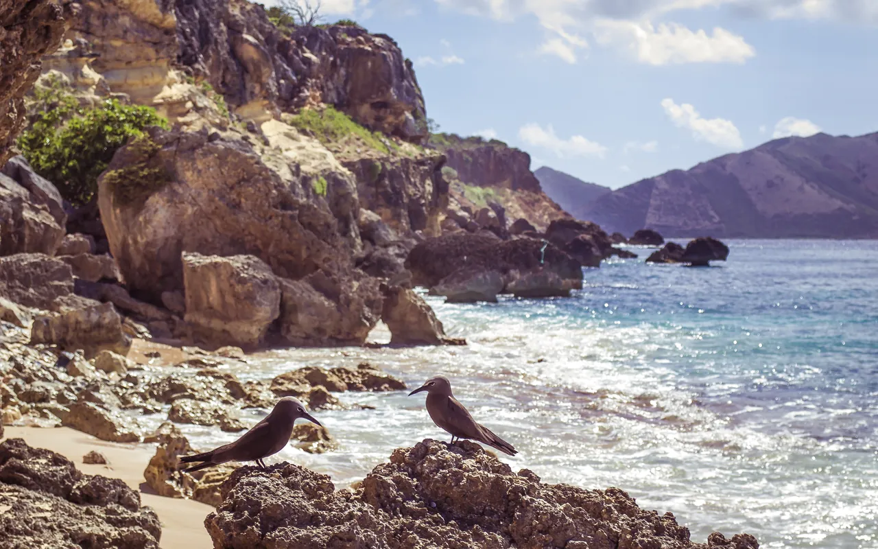 Pair of brown noddies on the rocks of Tintamarre, protected seabirds of the Nature Reserve
