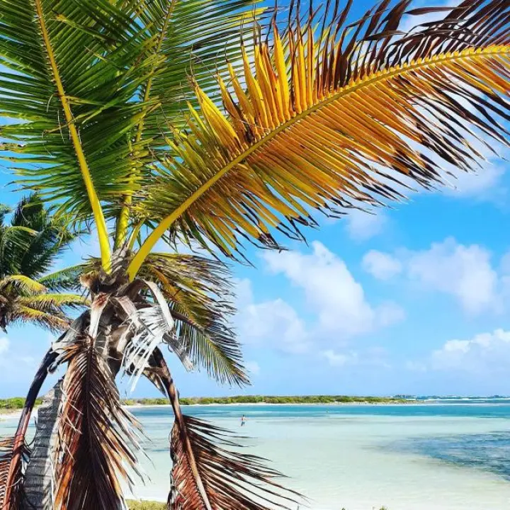 Palm tree and pale sand on family-friendly Le Galion Beach