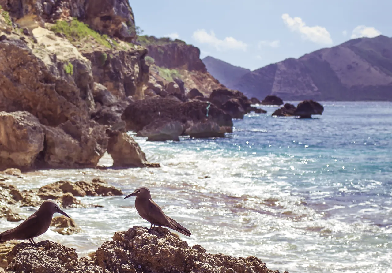 Brown noddies on the rocks of Tintamarre lagoon, protected seabirds of the Reserve