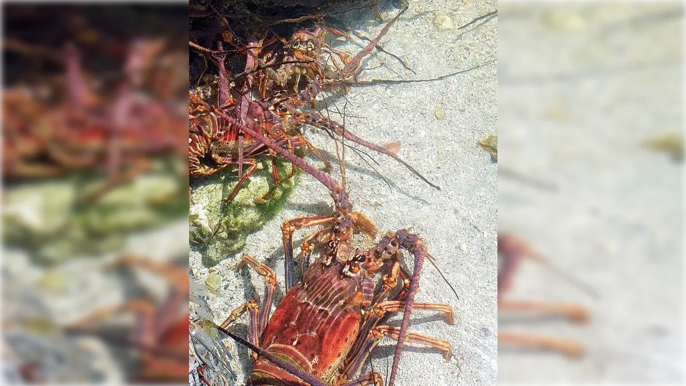 Astra - Live lobsters in the restaurant tank