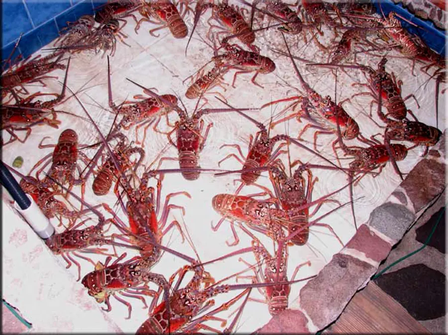 SkipJack's - Caribbean lobsters in the fish market tank