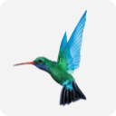Caribbean Airlines