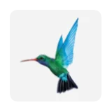 Caribbean Airlines
