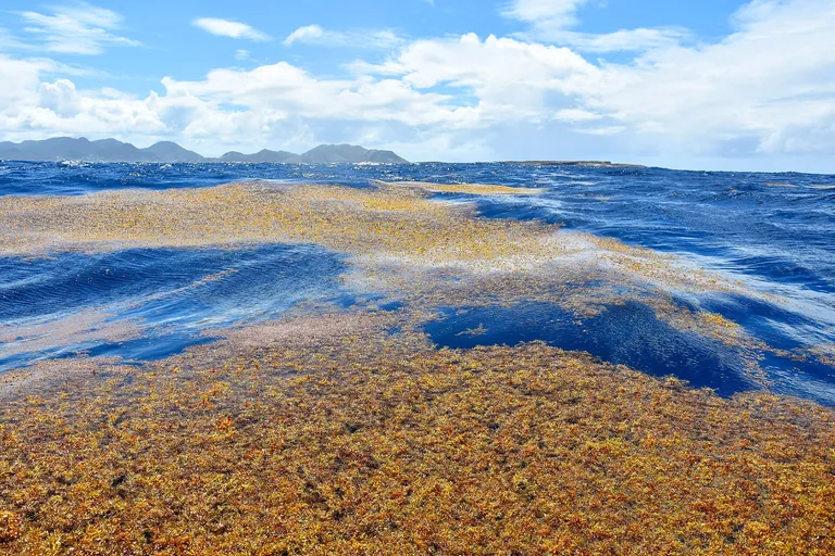 Sargassum floating off Tintamarre, in the Saint-Martin Nature Reserve
