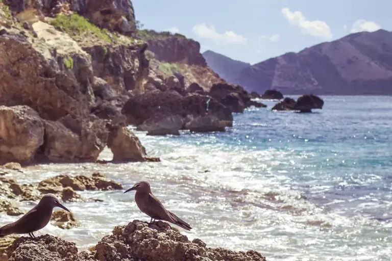 Brown noddies on the rocks of Tintamarre lagoon, protected seabirds of the Reserve